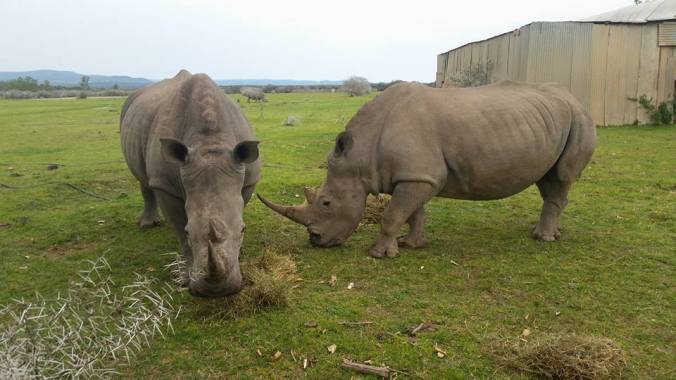 These rhinos were on the farm where we shot the kudu. We were inside the fence.